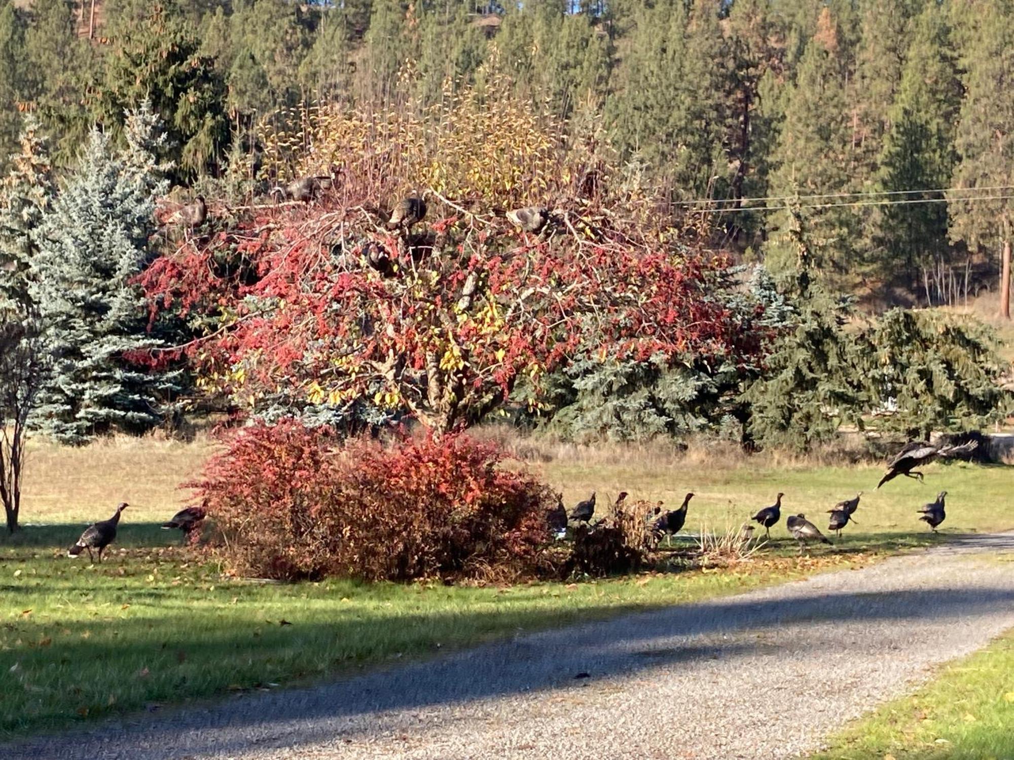 Hideaway Ranch Guest House Bonners Ferry Bagian luar foto